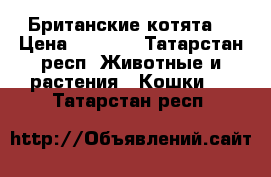 Британские котята  › Цена ­ 5 000 - Татарстан респ. Животные и растения » Кошки   . Татарстан респ.